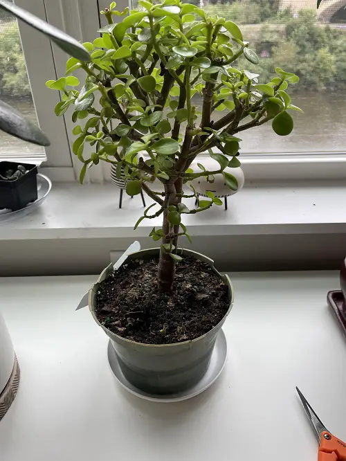 Elephant Bush That Look Like Jade Plant