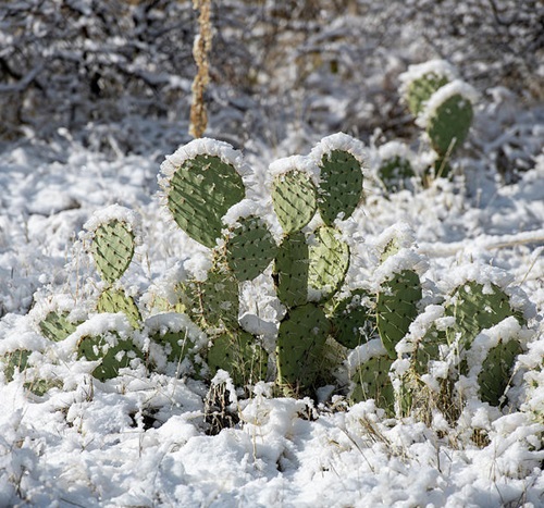 Frost Tolerant Succulents 4