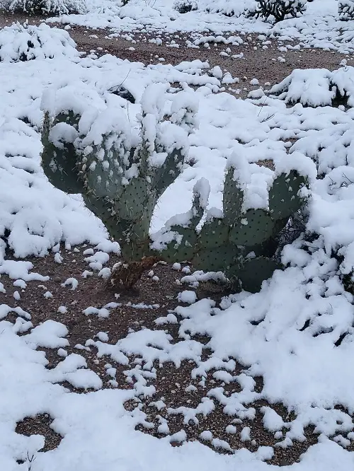 Best Cold-Hardy Cactus Varieties