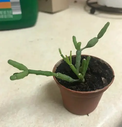 Propagating Hatiora Salicornioides