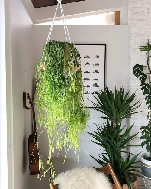 Rhipsalis Plant Care Tips—The Easiest Hanging Cactus 2