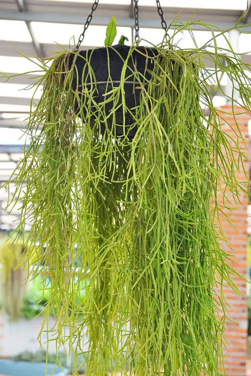 Growing Rhipsalis in pot