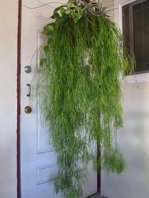 Rhipsalis plant care