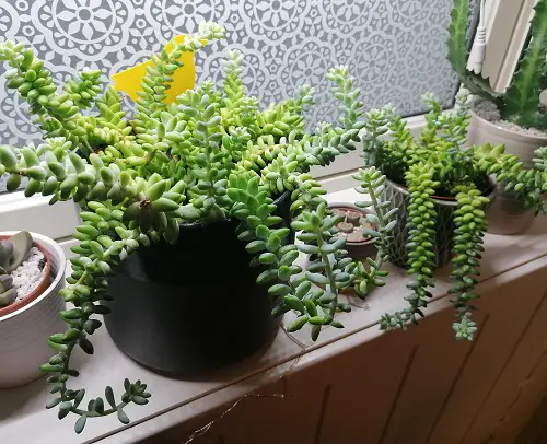 Burro's Tail that Look Like Jade Plant