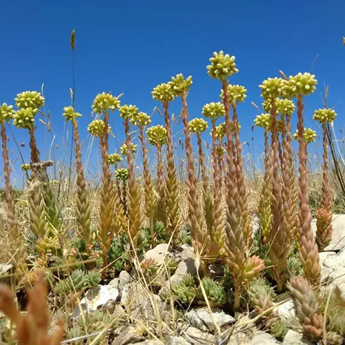 Hardy Plants for The Desert That's Not a Cactus