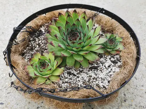 lovely Fastest Blooming Succulents for You