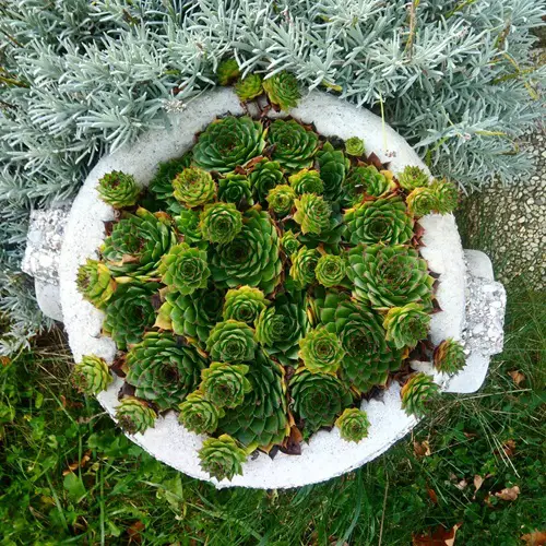 Frost Tolerant Succulents