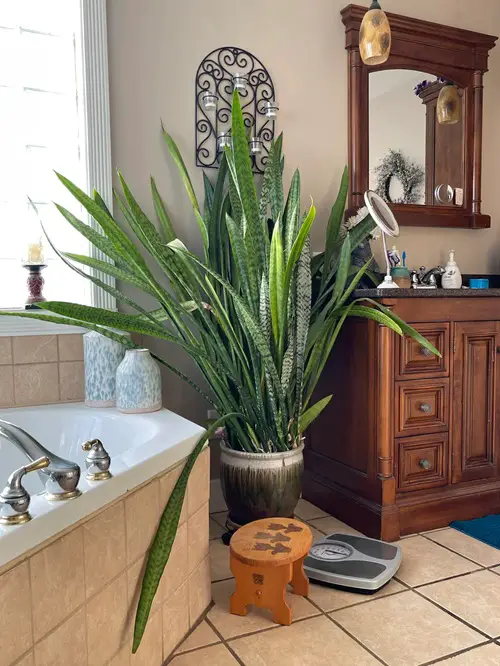 top Succulents you can grow in the Bathroom