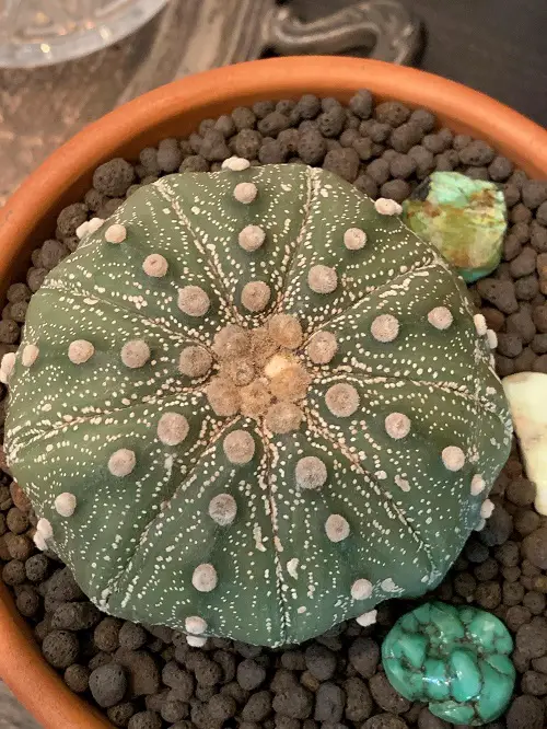 Cactus That Looks Like a Brain 2