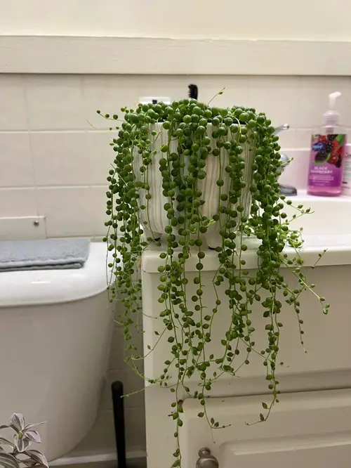 beautiful Succulents you can grow in the Bathroom