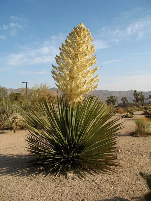 top Hardy Plants for The Desert That's Not a Cactus