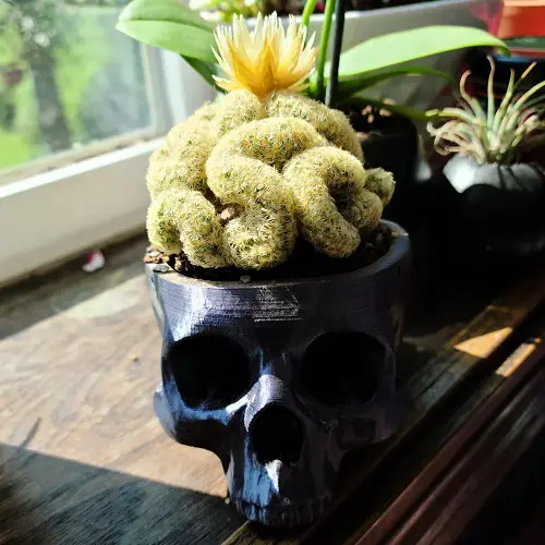 Cactus That Looks Like a Brain