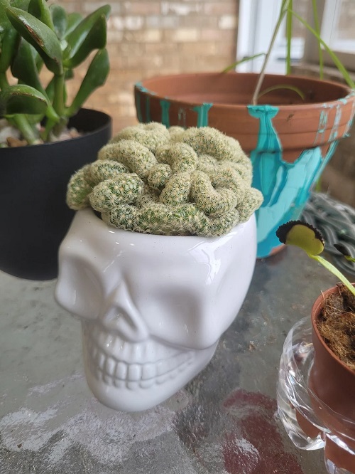 Cactus that Look like Sea Creatures 2