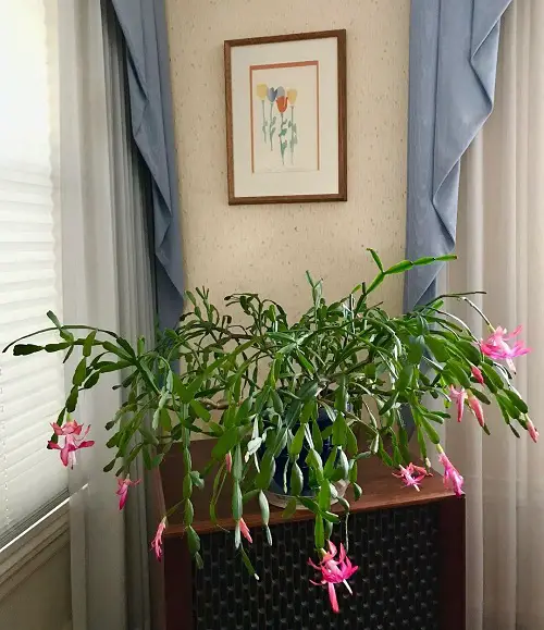 How to Make Your Christmas Cactus Bloom All Winter Long