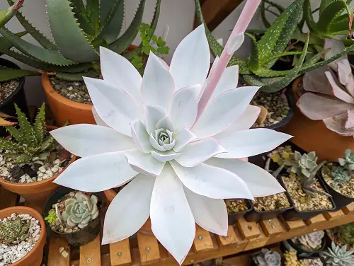 Echeveria cante