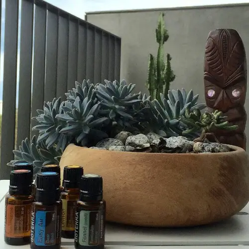 Is Aromatherapy Beneficial For Succulents