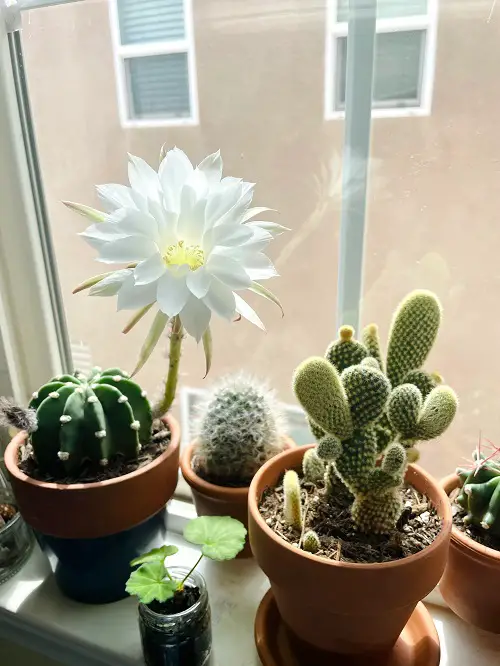 Caring for Indoor Cacti During Winter