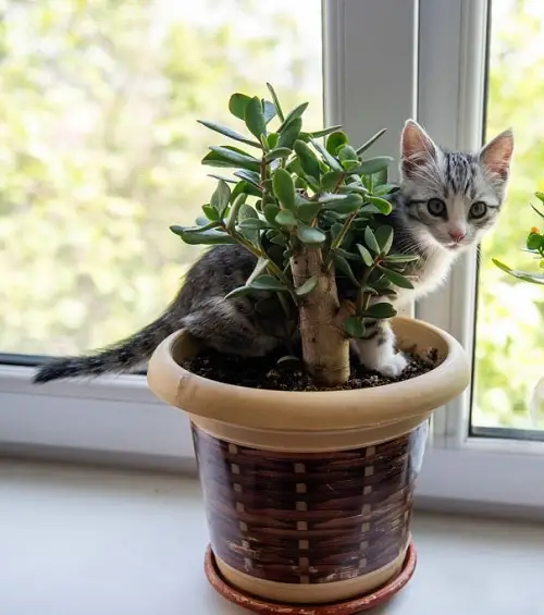 Cat Eats a Jade Plant