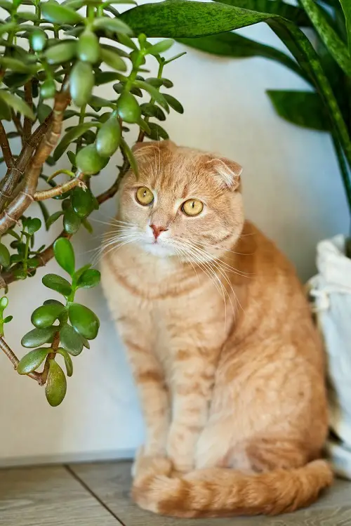 Are jade plants toxic to cats 2