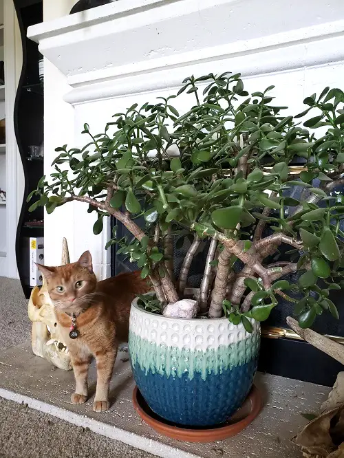 Are jade plants toxic to cats