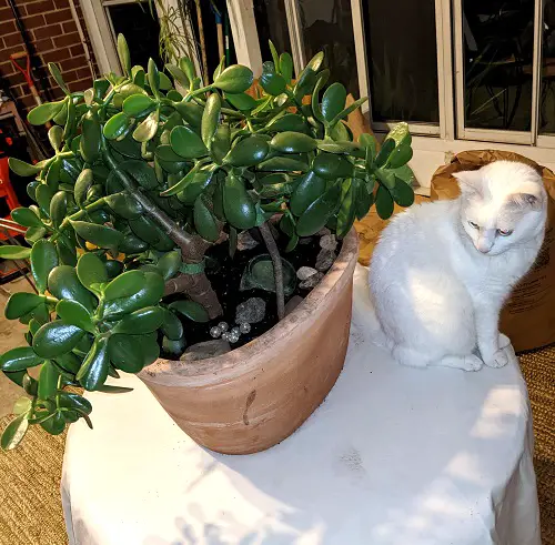 Are jade plants toxic to cats 2