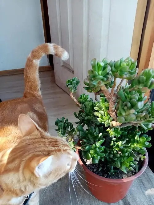 What Makes Jade Plants Dangerous for Cats