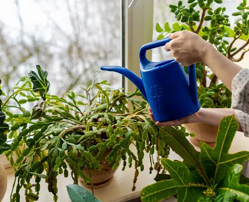 Watering Cycle