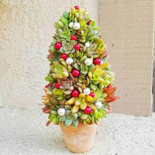  A Mini Succulent Christmas Tree