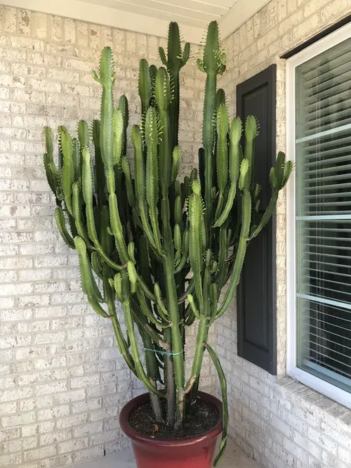 beautiful Cactus with Arms