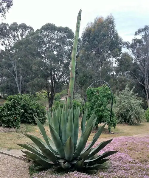 Best long leaf succulents