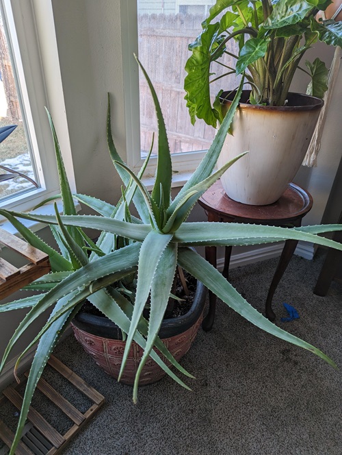 lovely Best long leaf succulents