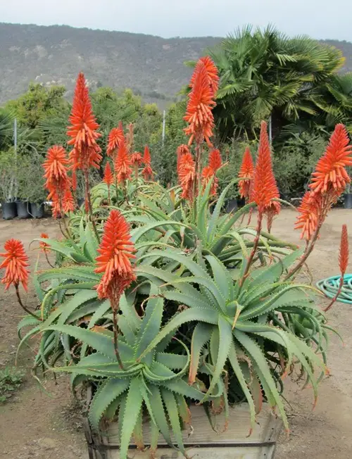 Most Colorful Aloes 2