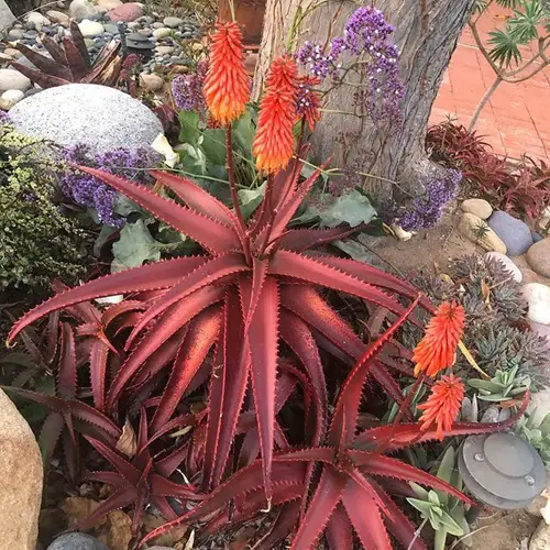 Most Colorful Aloes 1