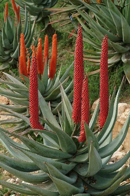 Cape Aloe in garden