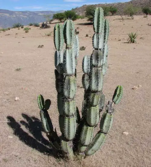 top Amazing Cactus with Arms