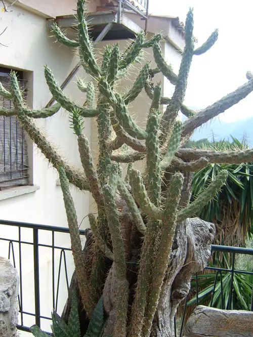 best Amazing Cactus with Arms