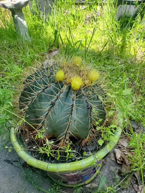 Barrel Cactus Flower Uses