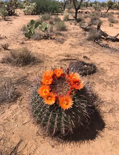 Barrel Cactus Flower Uses