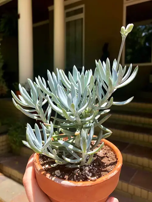 Succulents That Look Like Rosemary 2