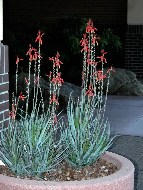 Blue Elf Aloe in garden