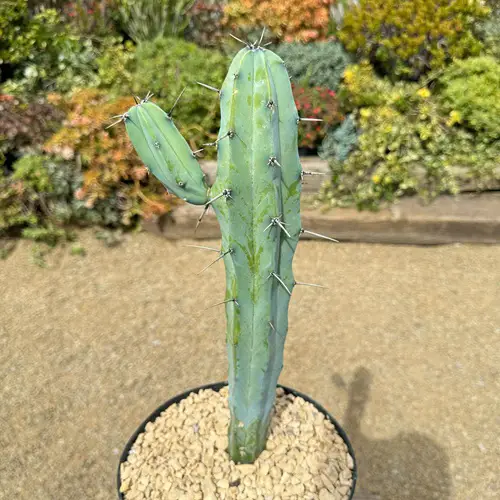 Amazing Cactus with Arms