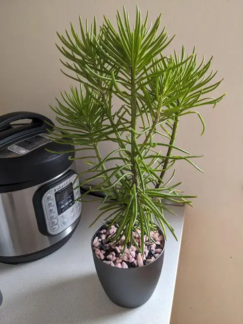 Bush Senecio in pot