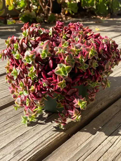 Beautiful Heart Shaped Succulents