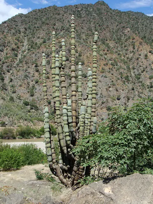 Candle Cactus