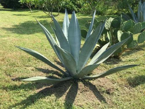 lovely Best long leaf succulents