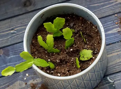 Christmas Cactus Propagation Care