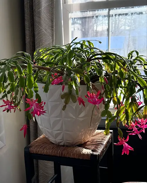 Christmas Cactus Flower Meaning