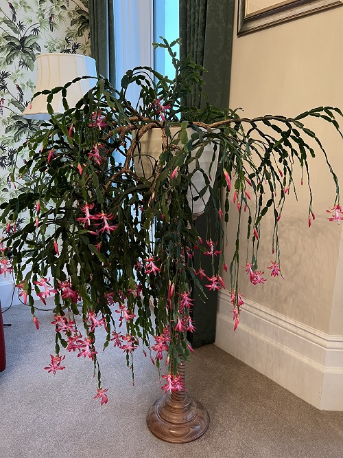 Dont fertilize christmas cactus in september