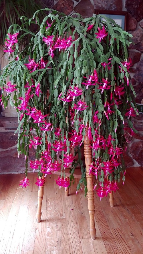 Christmas Cactus Meaning and Symbolism