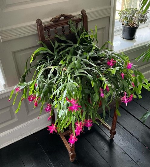 Christmas Cactus Meaning and Symbolism